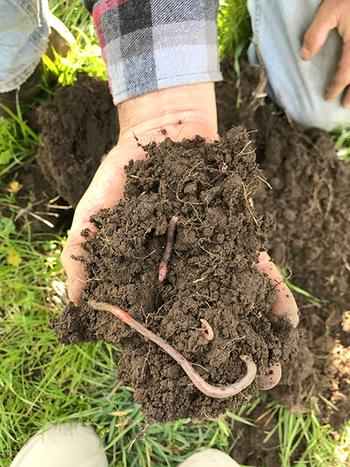 Earthworms are abundant in this organically-managed field