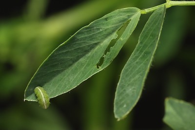 Weevil and leaf