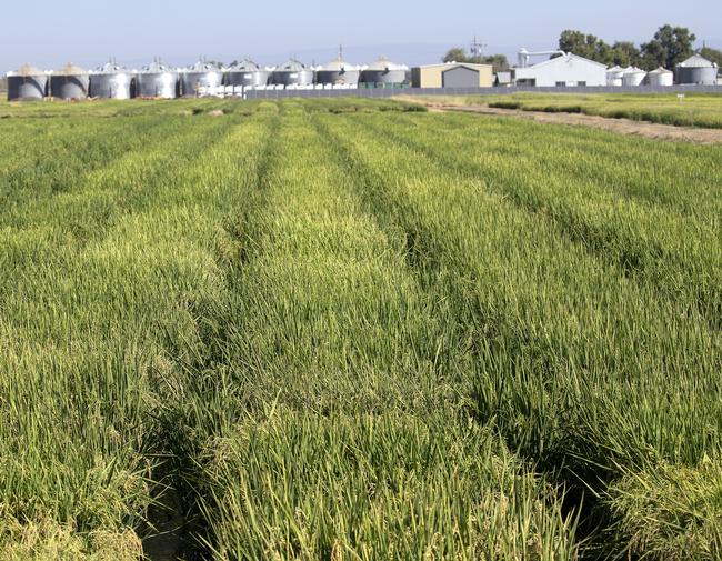 New rice crop rotation calculator helps California farmers evaluate financial viability