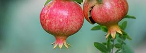 pomegranates