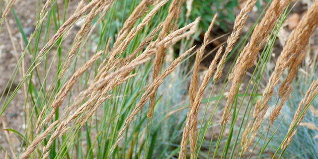 feather-reed-grass