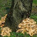 oak root fungus