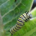 monarch caterpillars on milkweed