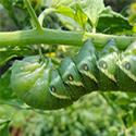 hornworm