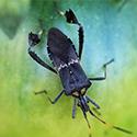 leaffooted bugs (Leptoglussus)