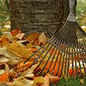 rake & leaves