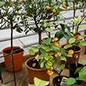 citrus trees in pots