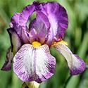 bearded iris