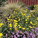 Allstar garden with yarrow, scabiosa. and deer grass/