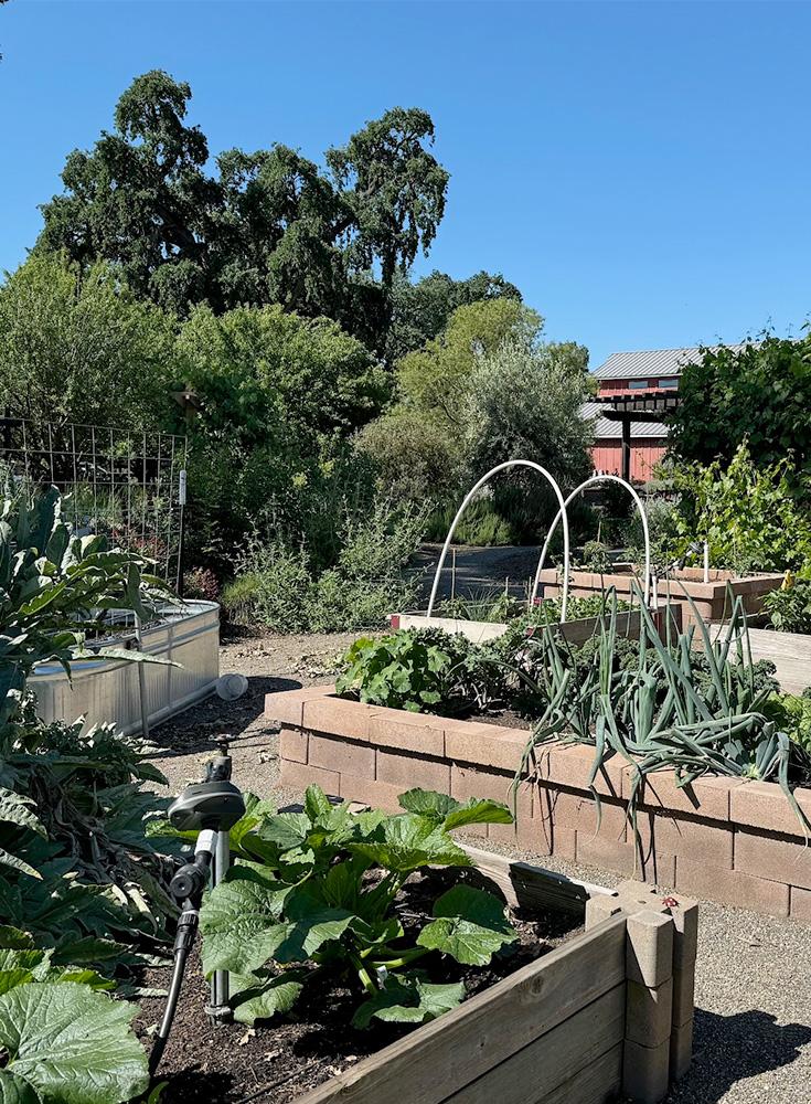 Vegetable garden