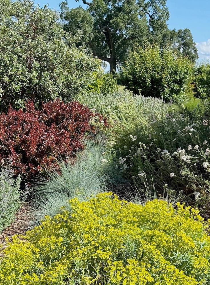 California Native Plants Garden