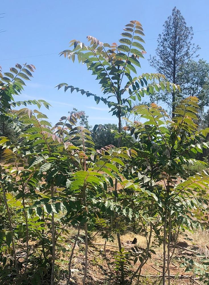 Tree of Heaven (Ailanthus altissima)