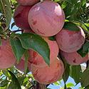 ripe plums on the tree