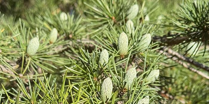 conifer branch with cones