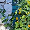 Lemon tree next to the house for frost protection