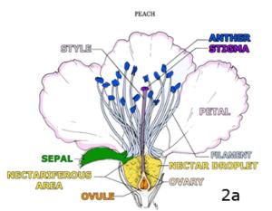 Figure 2a. A perfect flower: male & female reproductive structures.
