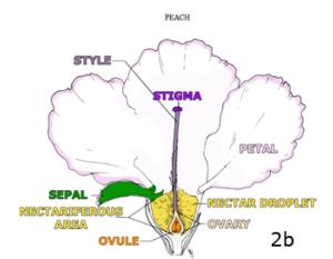 Figure 2b. An imperfect flower: female reproductive structures only.