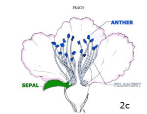 Figure 2c. An imperfect flower: male reproductive structures only.
