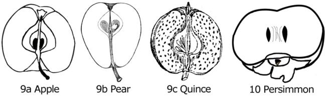 Figure 9. Longitudinal sections of apple (a), pear (b), and quince (c) fruit. Figure 10. Longitudinal sections of persimmon (a).
