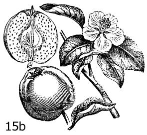 Flower Anatomy & Pollination: Figure 15b