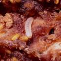 Dried Fruit Beetle larvae. photo by RL Coviello © UC Regents