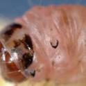 Navel orangeworm larvae, distinguished by crescent shape. photo by JKClark. UC IPM Project © UC Regent