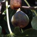 Souring Fig Fruit may be due to summer rains. photo by RL Coviello © UC Regents