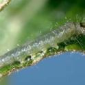 Larva of obliquebanded leafroller. photo by Jack Kelly Clark. UC Statewide IPM Project, © UC Regents