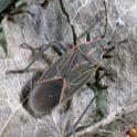 Boxelder bug adult and eggs. photo by JK Clark. UC Statewide IPM Project, © UC Regents