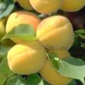 Developing apricots. photo by JKClark. UC  IPM Project, ©UC Regents