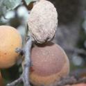 Brown rot apricot fruit mummy. photo by WW. Coates, UC Cooperative Extension. © UC Regents
