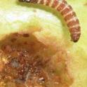 Mature Peach Twig Borer Larva. photo by JKClark. UC IPM Project ©UC Regents