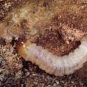 Peachtree Borer Larvae. photo by JKClark. UC IPM Project ©UC Regents