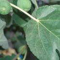 Fig Foliage and Fruit.phoot by Joseph DiTomaso. © UC Regents