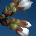 Cherry buds at late popcorn stage of bloom. photo by JKClark. UC IPM Project ©UC Regents