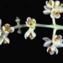 Manzanillo Olive Bloom