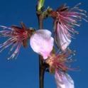 Peach blossoms at petal fall. photo by JKClark. UC Statewide IPM Project, © UC Regents