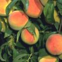 Peach fruit. photo by JKClark. UC Statewide IPM Project, © UC Regents
