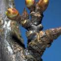 Flower buds of Santa Rosa plum at first swell. photo by JK Clark. UC Statewide IPM Project, © UC Regents