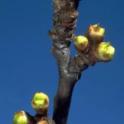 Flower buds of Santa Rosa plum at early green tip. photo by JK Clark. UC Statewide IPM Project, © UC Regents