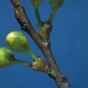 Flower buds of Santa Rosa plum at early white tip/1st white. photo by JKClark. UC Statewide IPM Project, © UC Regents
