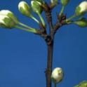 Flower buds of Santa Rosa plum at popcorn stage. photo by JK Clark. UC Statewide IPM Project, © UC Regents