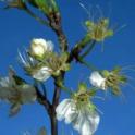 Santa Rosa plum blossoms at early petal fall. photo by JK Clark. UC Statewide IPM Project, © UC Regents