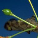 Senescing plum fruitlet (above), small green fruit, & jacket stage. photo by JKClark. UC Statewide IPM Project, © UC Regents