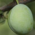 Young Santa Rosa plum fruit. photo by JK Clark. UC Statewide IPM Project, © UC Regents