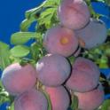 Santa Rosa plums on tree. Photo by JK Clark. UC Statewide IPM Project, © UC Regents