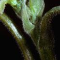 Walnut pistillate flowers (female), receptive to pollination. photo by JKClark. UC IPM Project, ©UC Regents