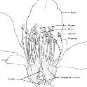 Almond flower longitudinal section. Image source: USDA Handbook 496.