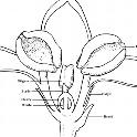 Olive flower longitudinal section. Image source: USDA Handbook 496.