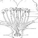 Pear flower longitudinal section. Image source: USDA Handbook 496.